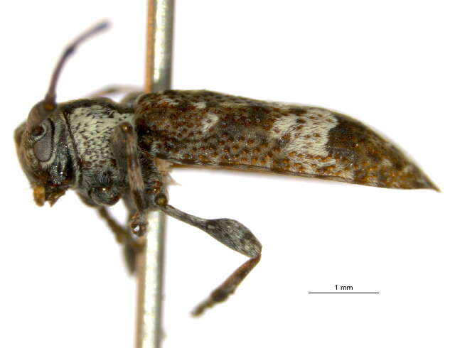 Image of Astylopsis macula (Say 1827)