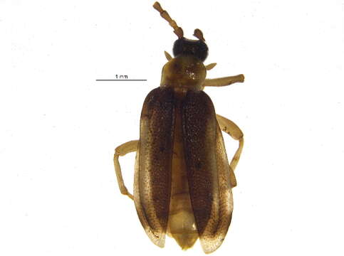 Image of Ischalia (Euplerida) costata (Le Conte 1861)