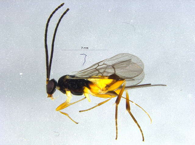 Image of <i>Promicrogaster liagrantae</i>