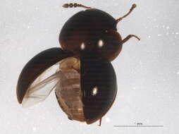 Image of Agathidium exiguum Melsheimer & F. E. 1844