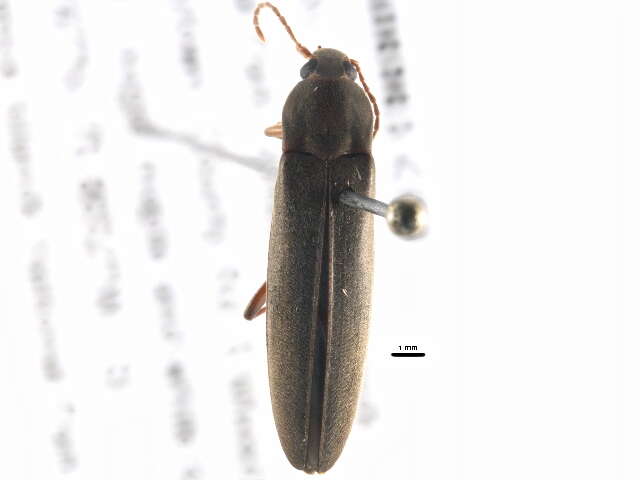 Image of <i>Enchodes sericea</i>