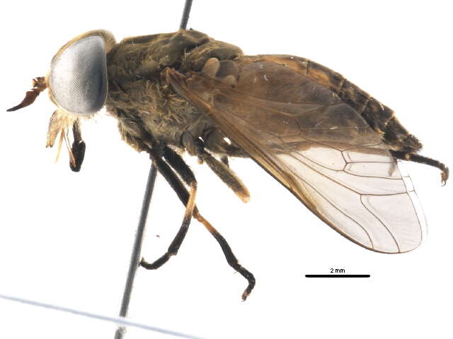 Image of Tabanus