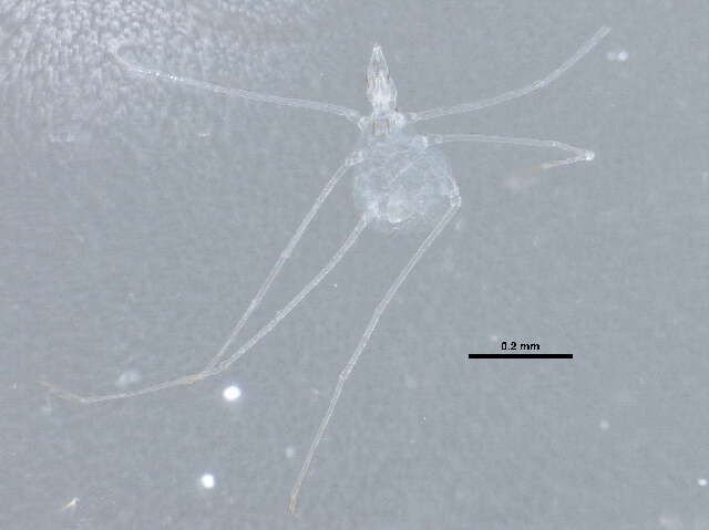 Image of Smarididae