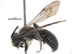 Image of Andrena miranda Smith 1879