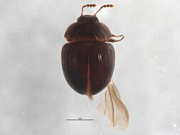 Image of Anisotoma discolor (Melsheimer & F. E. 1844)