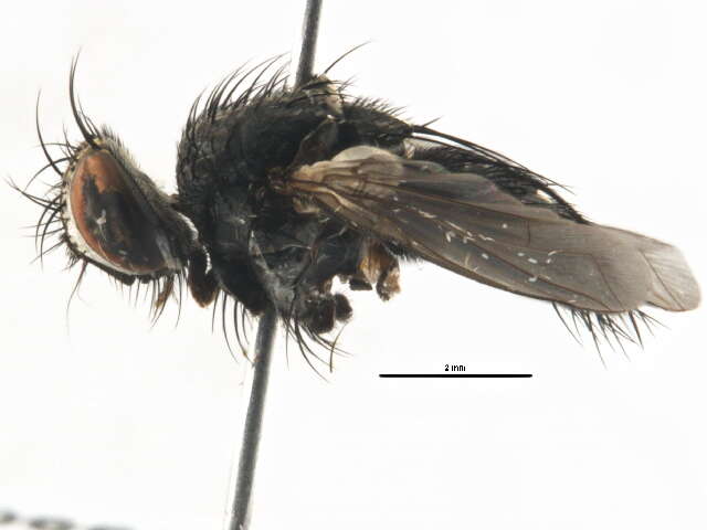 Image of Anoxynops aldrichi (Curran 1926)