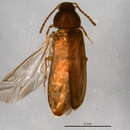 Image of Scotochroides antennatus