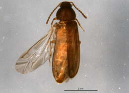 Image of Scotochroides antennatus