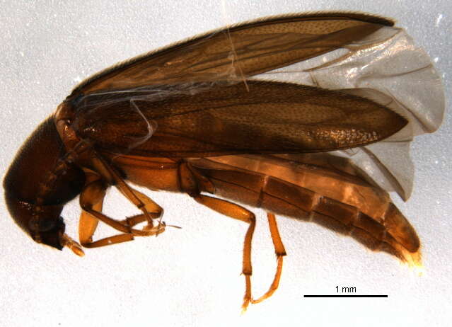 Image of Scotochroides antennatus