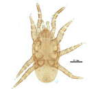 Image of Rhodacaridae