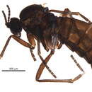 Image of Bradysia moesta Frey 1948
