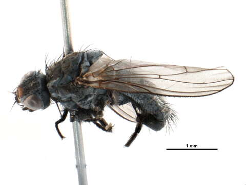 Image of Seaweed Flies