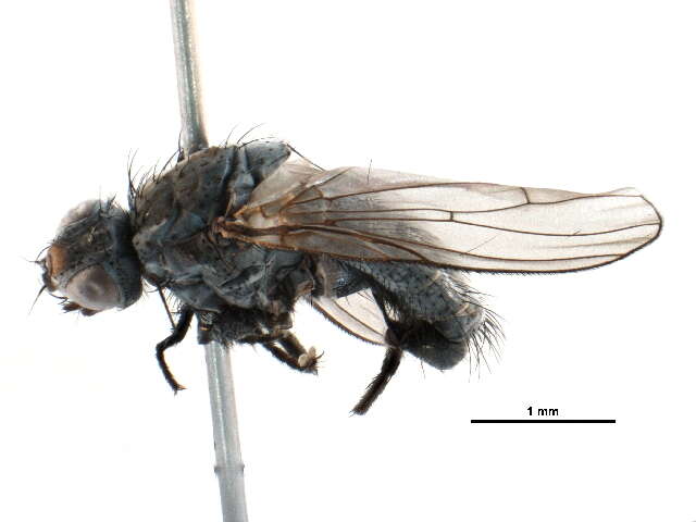 Image of Seaweed Flies