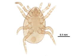 Image of Eviphididae