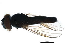 Image of Platycheirus