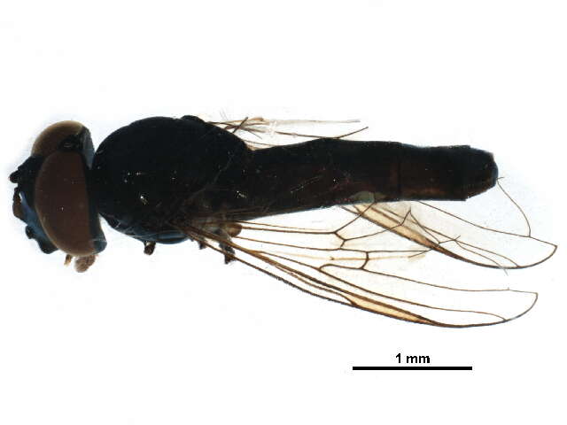 Image of Platycheirus