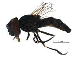 Image of Platycheirus