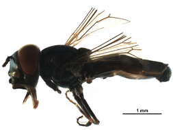 Image of Platycheirus groenlandicus Curran 1927