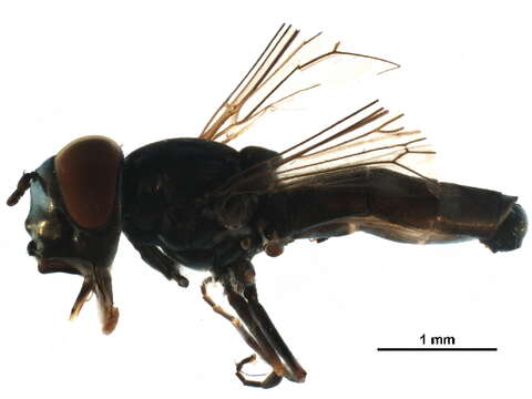 Image of Platycheirus groenlandicus Curran 1927