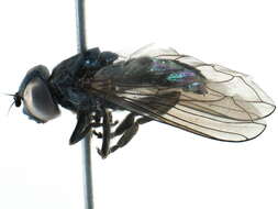 صورة Cheilosia