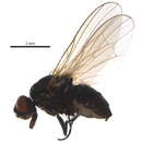 Image of Botanophila sericea (Malloch 1920)