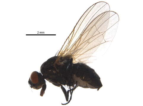 Image of Botanophila sericea (Malloch 1920)