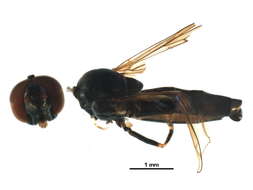 Image of Platycheirus hyperboreus dark