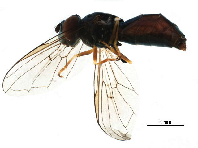 Image of Platycheirus hyperboreus dark