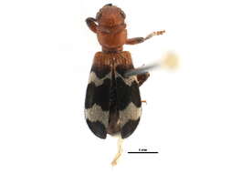 Image of Wavering Checkered Beetle