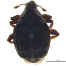 Image of Pelenomus sulcicollis J. Lec. 1876