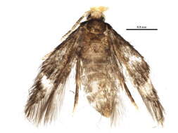 Imagem de Stigmella juglandifoliella (Clemens 1861) Wilkinson et al. 1979