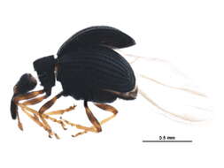 Image of Coelocephalapion emaciipes