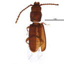 Image of Flour Mill Beetle