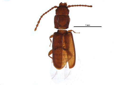 Image of Flour Mill Beetle