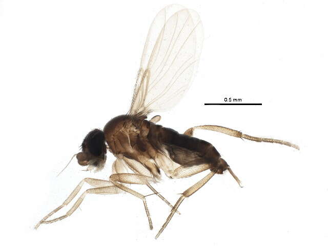 Image of Ant-decapitating Flies