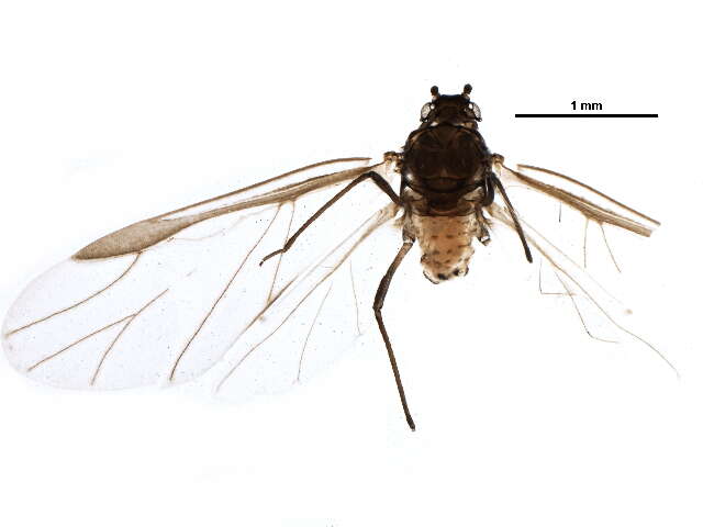 Eriosoma americanum (Riley & C. V. 1879) resmi