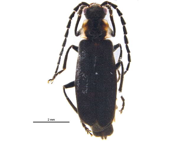 Image of <i>Polemius canadensis</i>