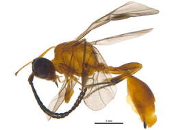 Image of Aridelus