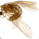 Image of <i>Triaenodes aba</i>