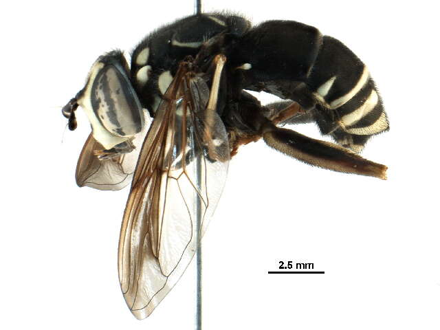 Image of Spilomyia