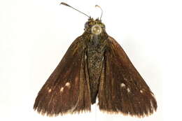 Image of Dun Sedge Skipper