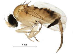 Image of Apocephalus rugosus Brown 2002