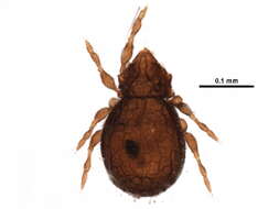 Image of Anderemaeidae