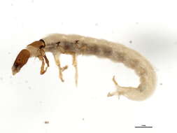 Image of Dolophilodes XZ