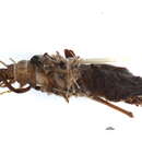 Image of Limnephilid XZ