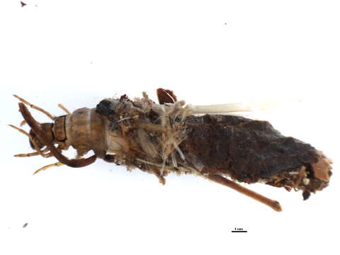 Image of Limnephilid XZ