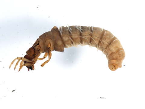 Image of Limnephilid XZ