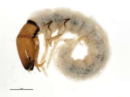 Image of Dolophilodes XZ