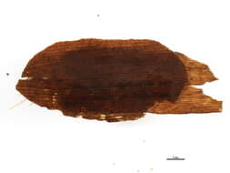 Image of Calamoceratidae