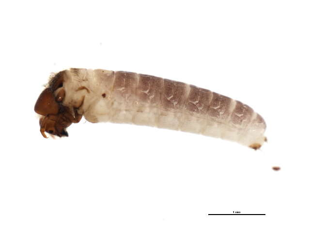 Image of Limnephilid XZ